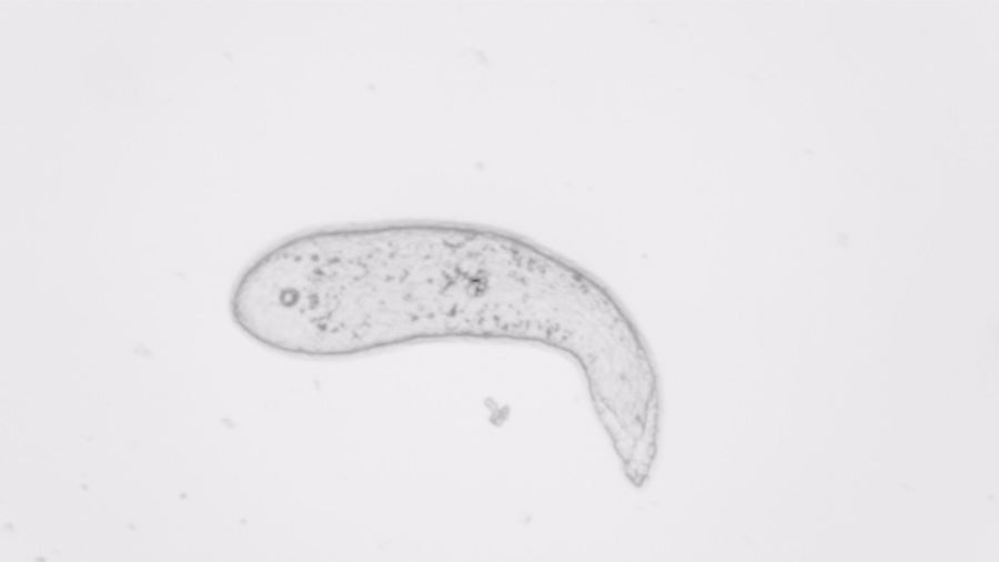 Magnified transparent acoel showing its thin curved body and visible internal structures.
