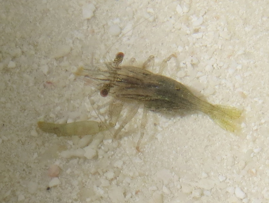 Harpiliopsis beaupresii found in Pocillopora in the Maldives; a labelled genus example.