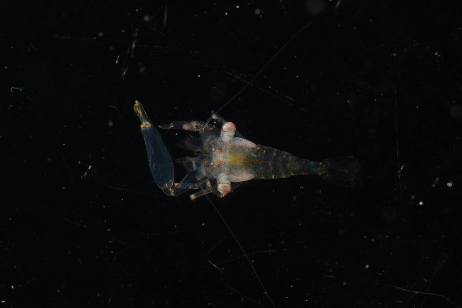 Museum specimen reference of Jocaste japonica; colour in a living coral colony can differ.