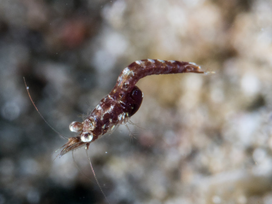 Living mysid photographed in Indonesia, showing its transparent shrimp-like body.