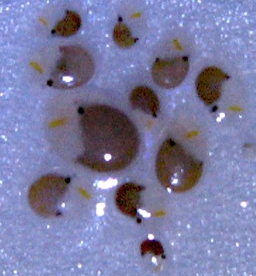 Vargula hilgendorfii, a marine ostracod showing the seed-like shell; a group reference, not an ID for all reef hitchhikers.