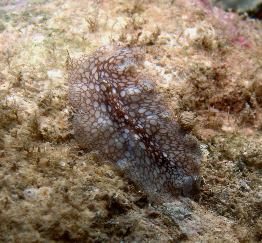 Pericelis sp. from Réunion: a representative larger polyclad. Colour pattern alone does not establish its diet.