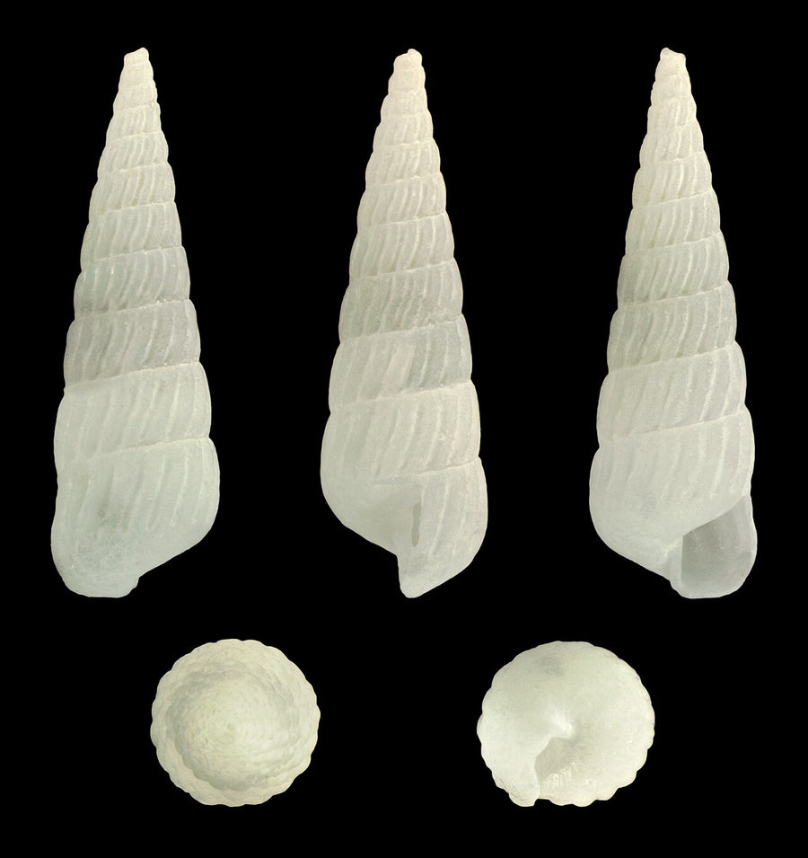 Turbonilla lactea shell, 5.3 mm long; a pyramidellid shape reference, not proof that this individual species attacks giant clams.