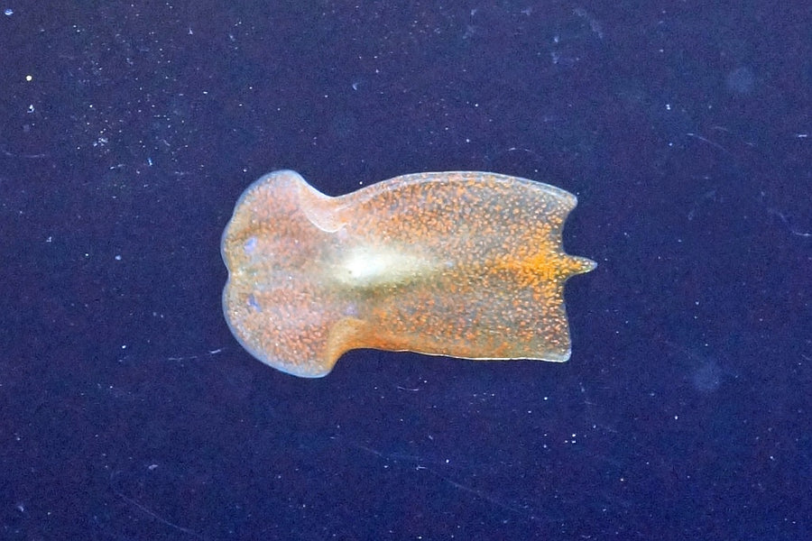 Convolutriloba retrogemma, approximately 3 mm long, viewed from underneath on aquarium glass.