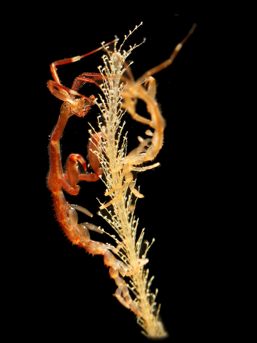 Caprella mutica from Belgium showing the skeleton-shrimp body plan; a temperate reference, not a tropical species identification.