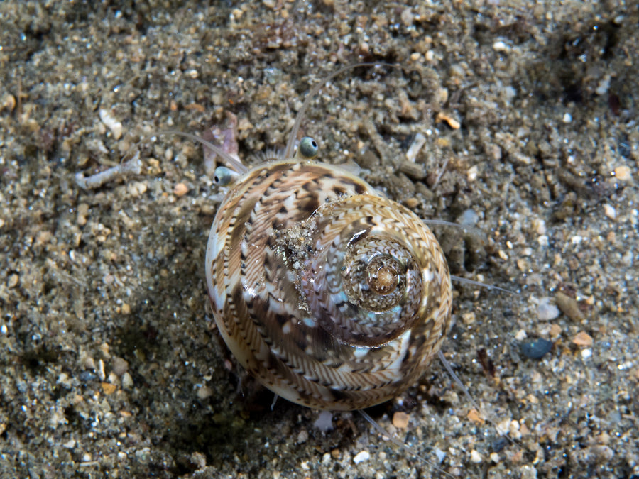 Living Heliacus variegatus photographed in the Philippines.