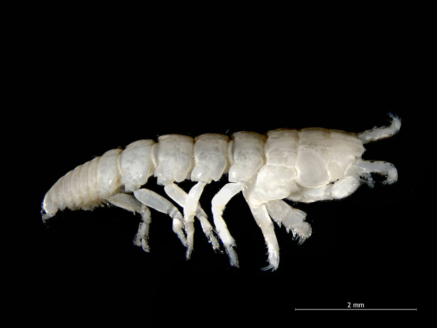 Apseudopsis latreillii under a binocular microscope: a temperate tanaid reference showing the body and pincers.
