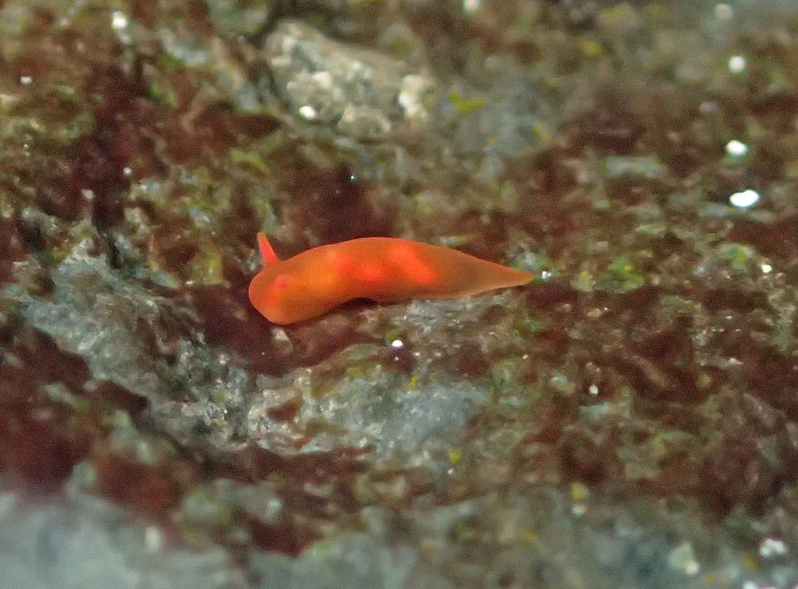 Vayssierea felis photographed in Réunion; an example of the tiny orange-red spirorbid-eating nudibranchs.