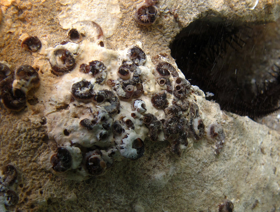 Living vermetid colony in Réunion, showing fixed irregular tubular shells.