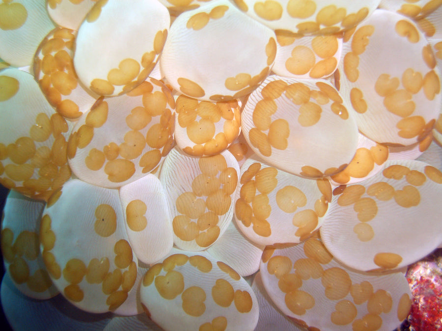 Waminoa on bubble coral, showing the small brown flattened animals spread over the coral surface.