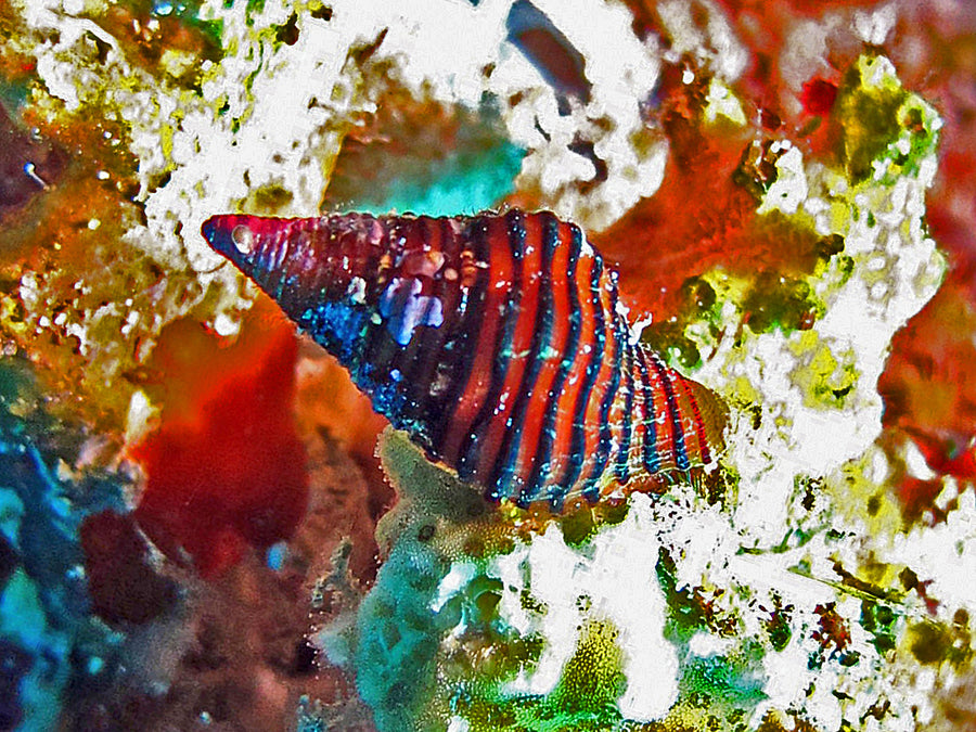 Living Pollia undosa in Sulawesi; a whelk example, not a diagnosis for every pointed aquarium snail.