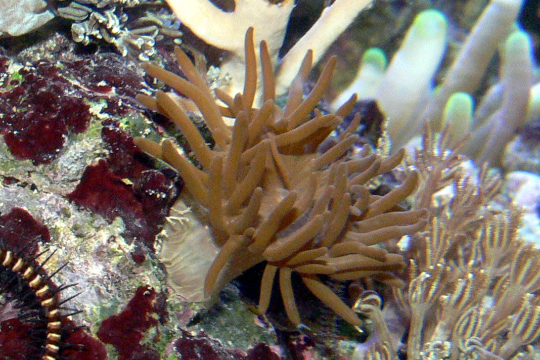 Majano-type anemone identified by the photographer as Anemonia cf. majano