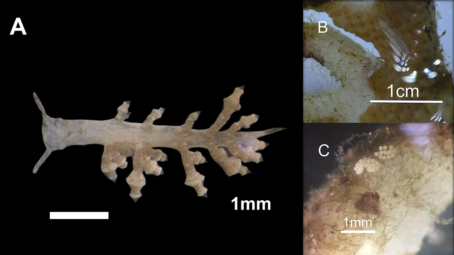 Adult Phestilla subodiosa, 4 mm specimen, original 1 mm scale retained