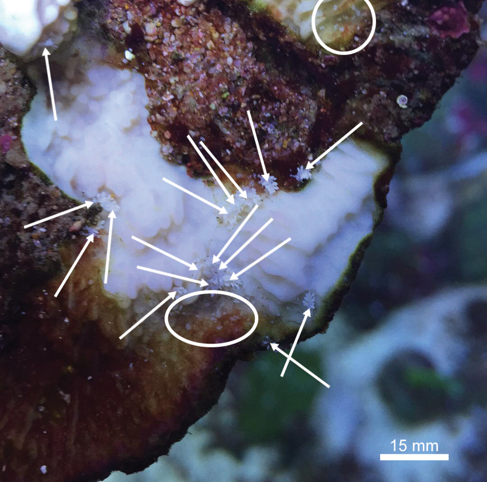 Montipora-eating nudibranchs with arrows and circled egg clusters on exposed Montipora skeleton
