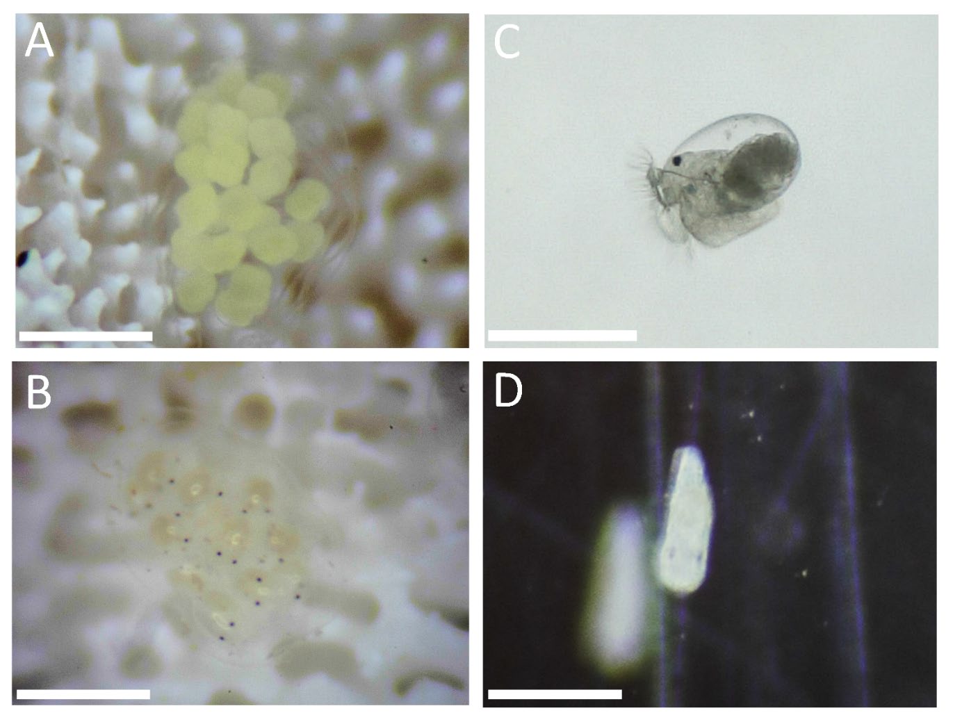Post-metamorphosis juvenile Phestilla subodiosa, Yiu and Qiu 2022 Figure 5D, 300 micrometre scale