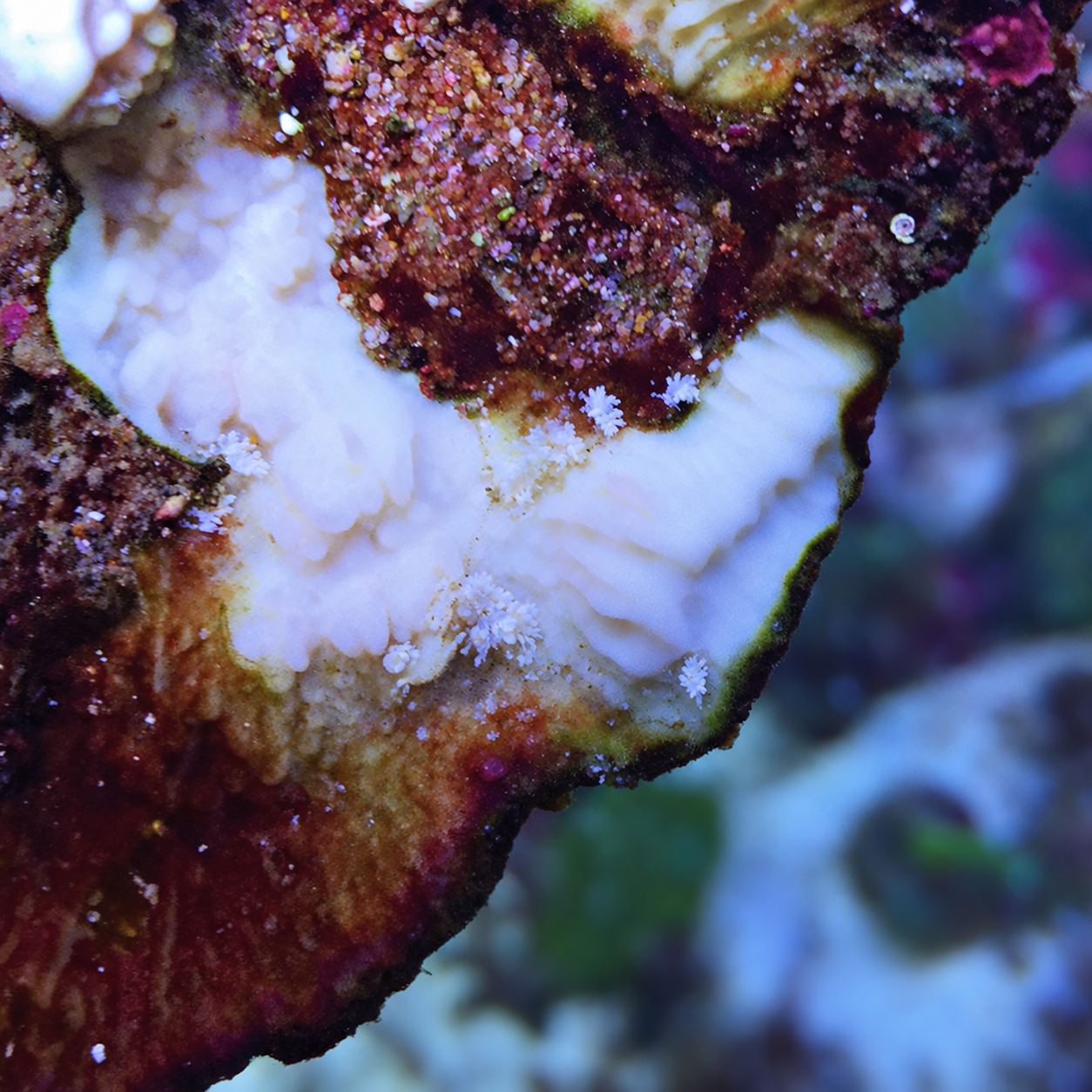 Small white Montipora-eating nudibranchs beside living maroon coral tissue and exposed white skeleton; edited source photograph with annotations removed.