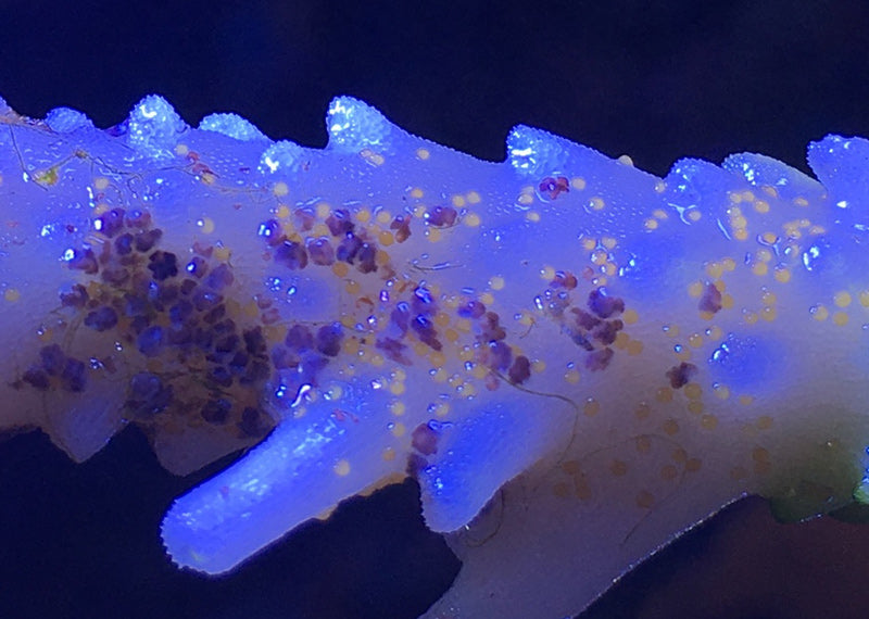 Closer view of scattered pale yellow eggs and tiny dark worms on Acropora, Reef Builders 2019 field photograph