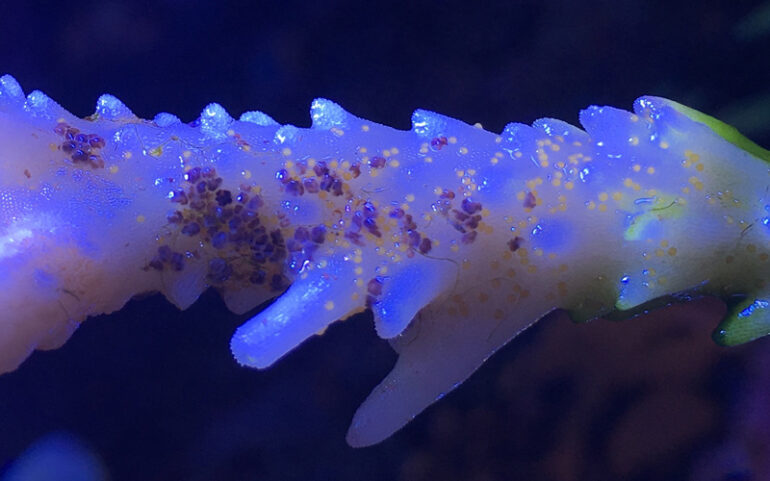 Small dark worms and scattered pale eggs on damaged Acropora skeleton, Reef Builders 2019 field photograph