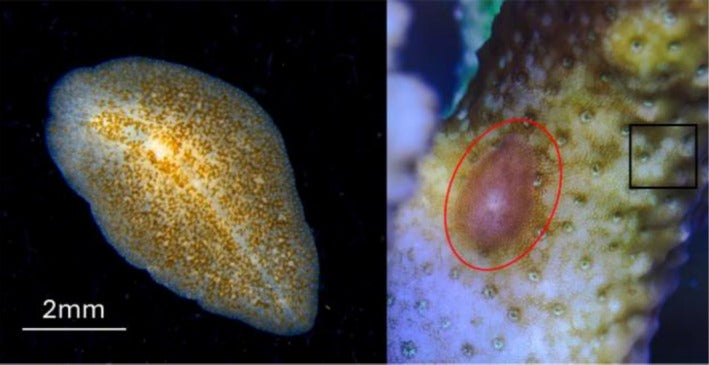 Close-up of a real Acropora-eating flatworm, Prosthiostomum acroporae, showing its flattened mottled body.