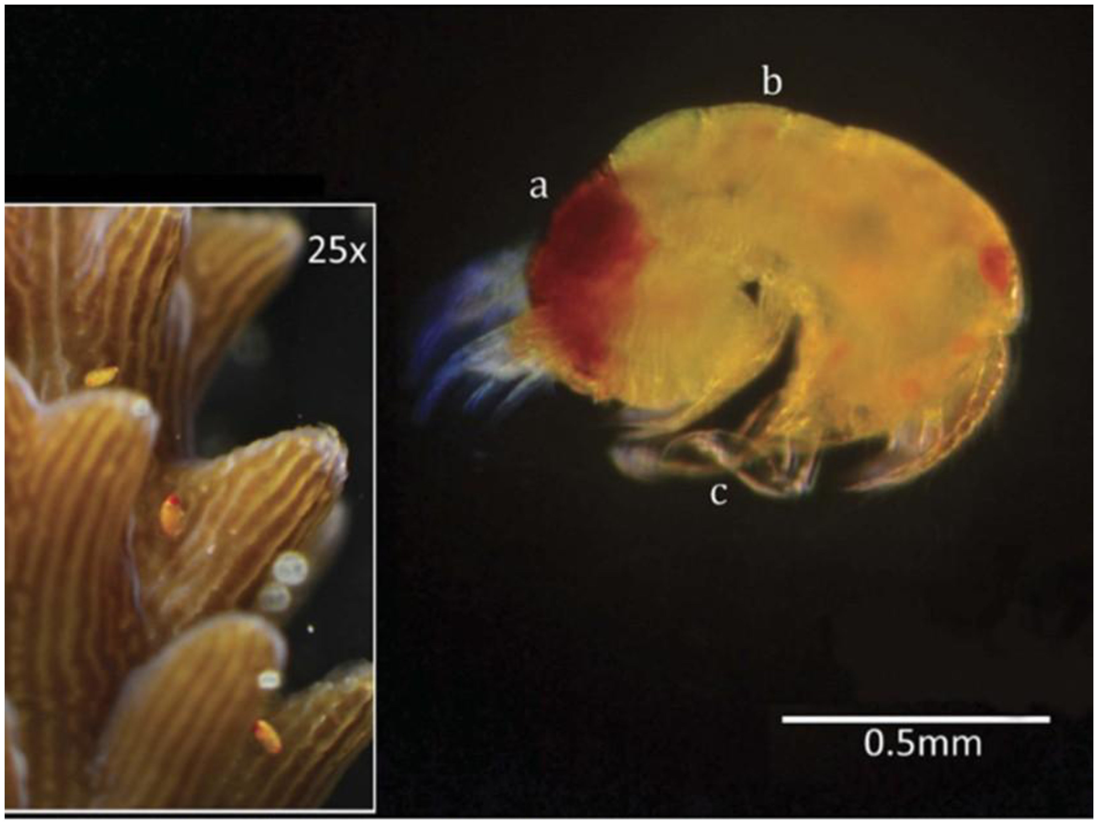 Close crop of a real Tegastes acroporanus copepod showing its yellow body, red patches and appendages.