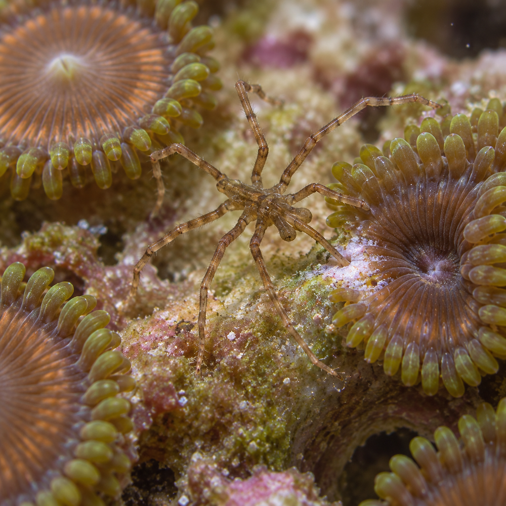 AI-generated reconstruction of a sea spider on zoanthids. Anatomy awaiting independent verification.