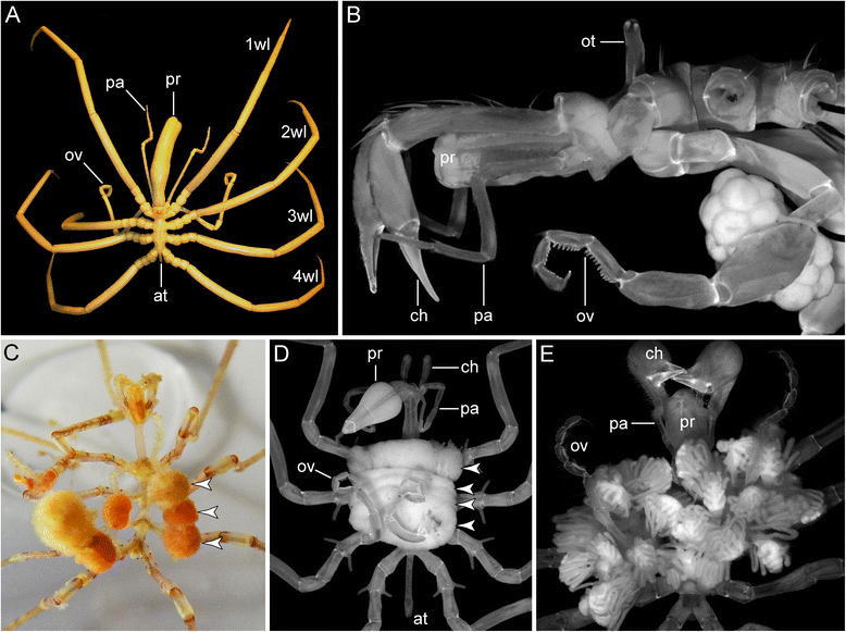 Representative adult Colossendeis australis with original anatomy labels, Brenneis et al. 2017 Figure 1A