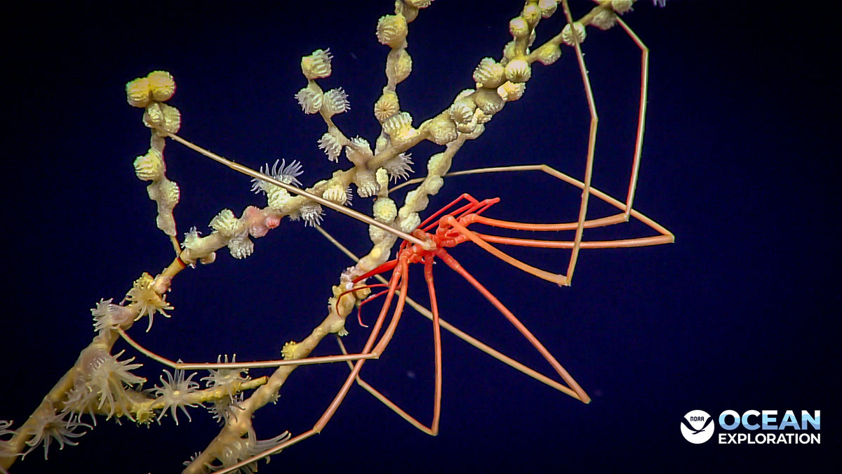 Deep-sea spider on bamboo coral overgrown by yellow zoanthids, NOAA 2021; representative context, not an aquarium pest identification