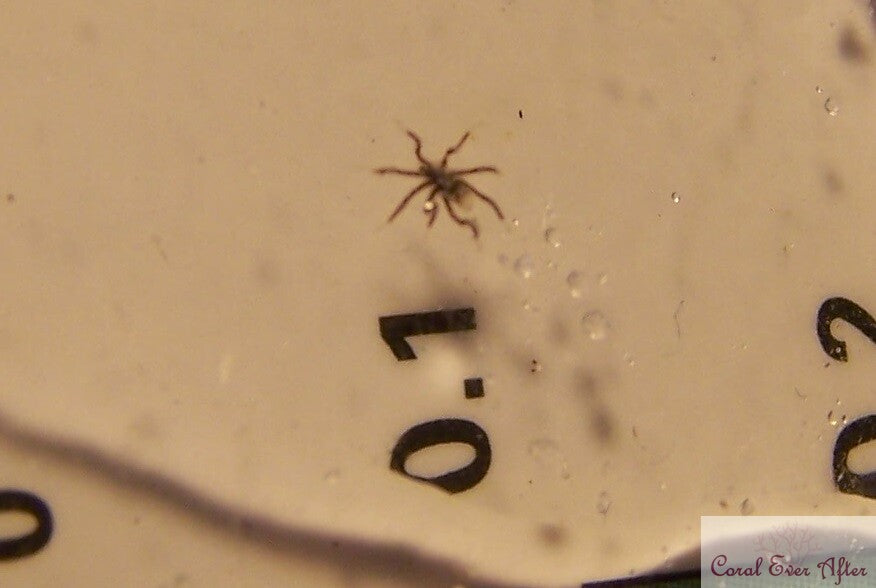 Aquarium sea spider recovered from zoanthids; entire animal retained, species and age unconfirmed
