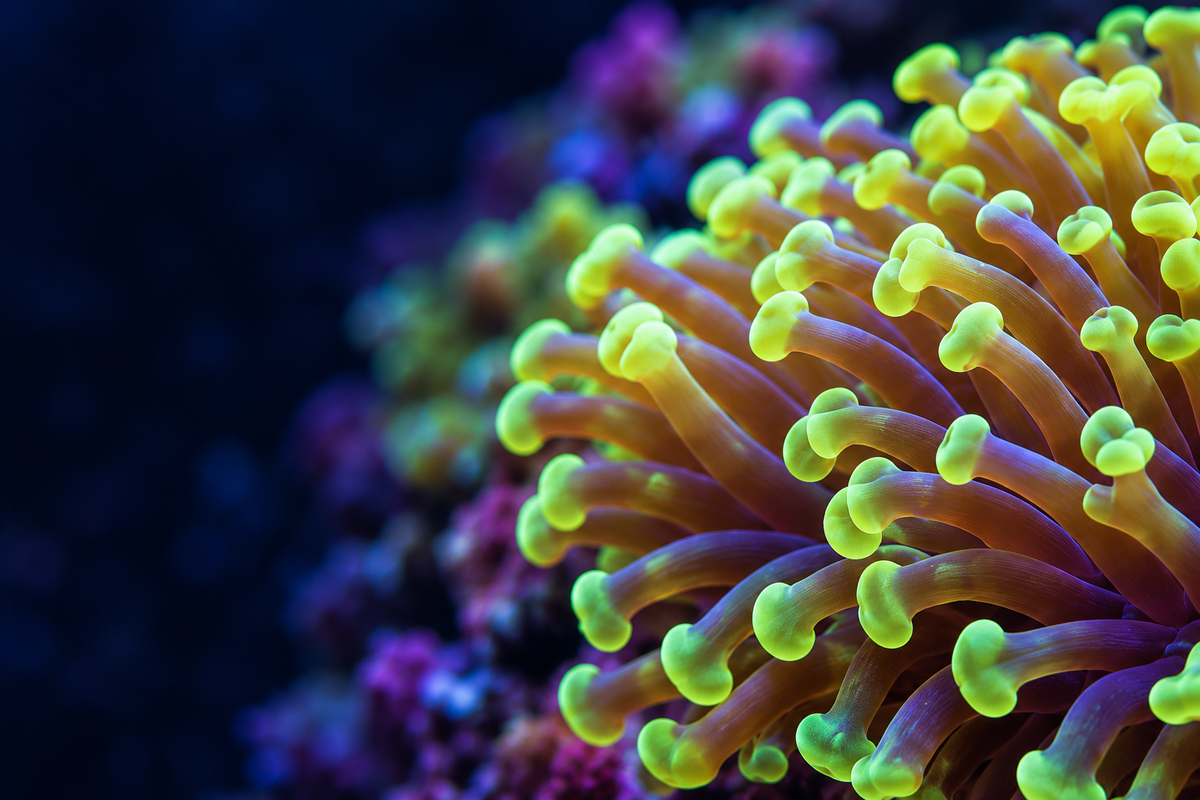 Green Euphyllia coral