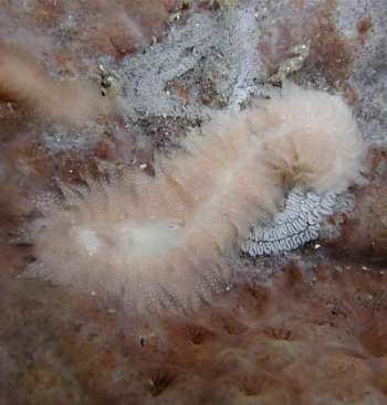 Aeolidiopsis ransoni laying a folded egg ribbon, M Nishina 2002