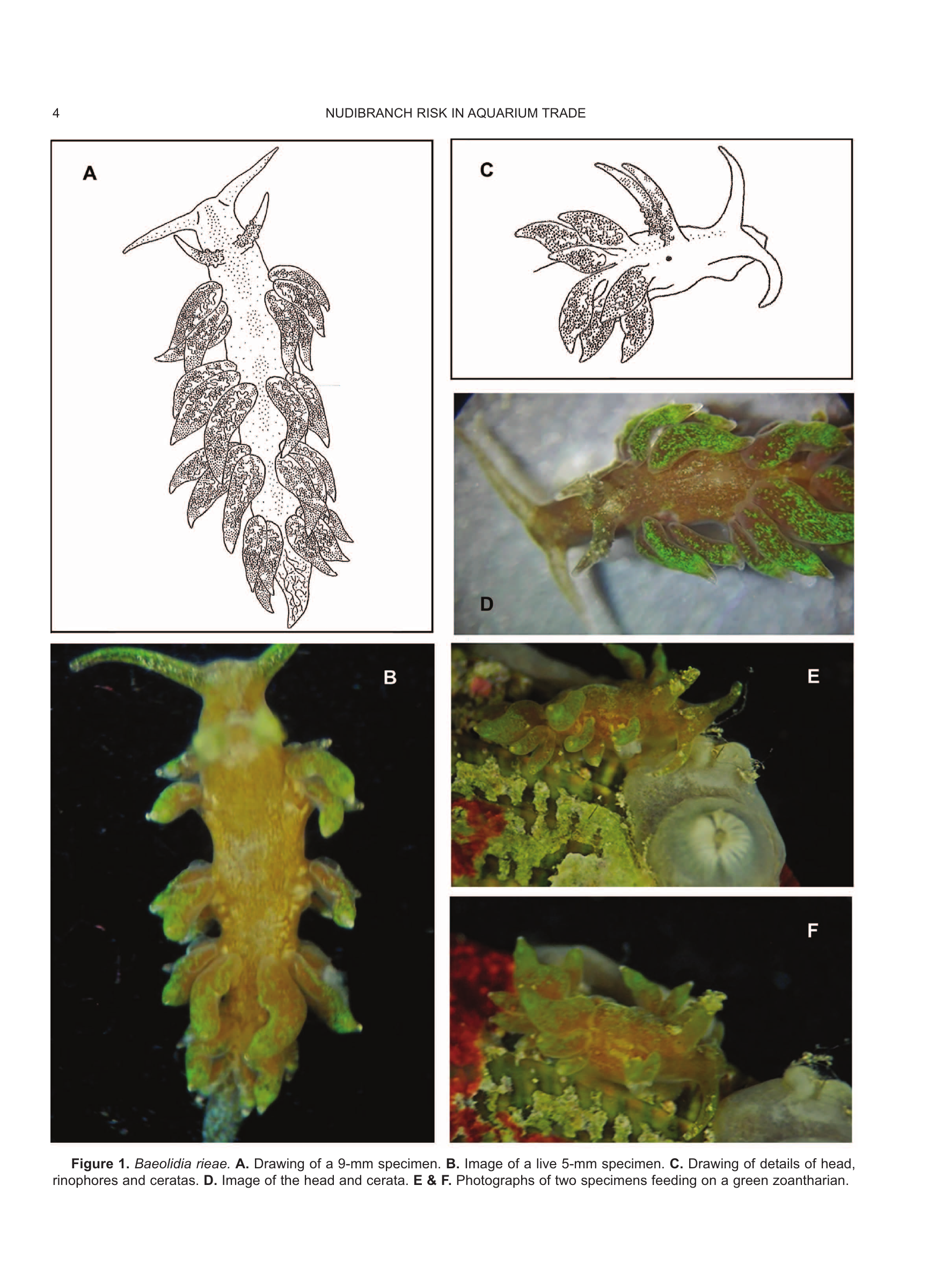 Live 5 mm Baeolidia rieae specimen, Figure 1B; age unreported