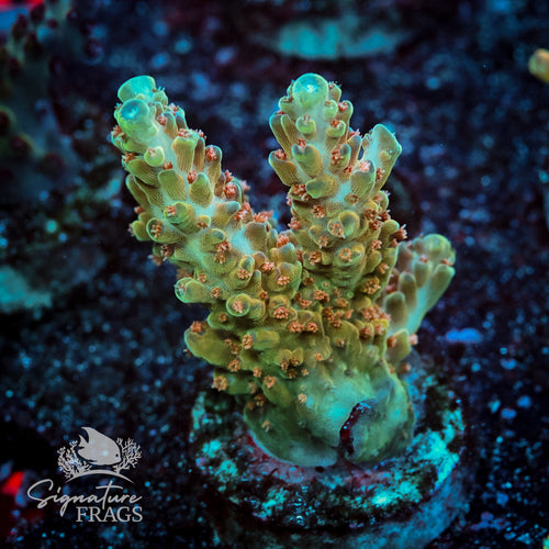 Sherbet Fountain Acropora WYSIWYG frag 1