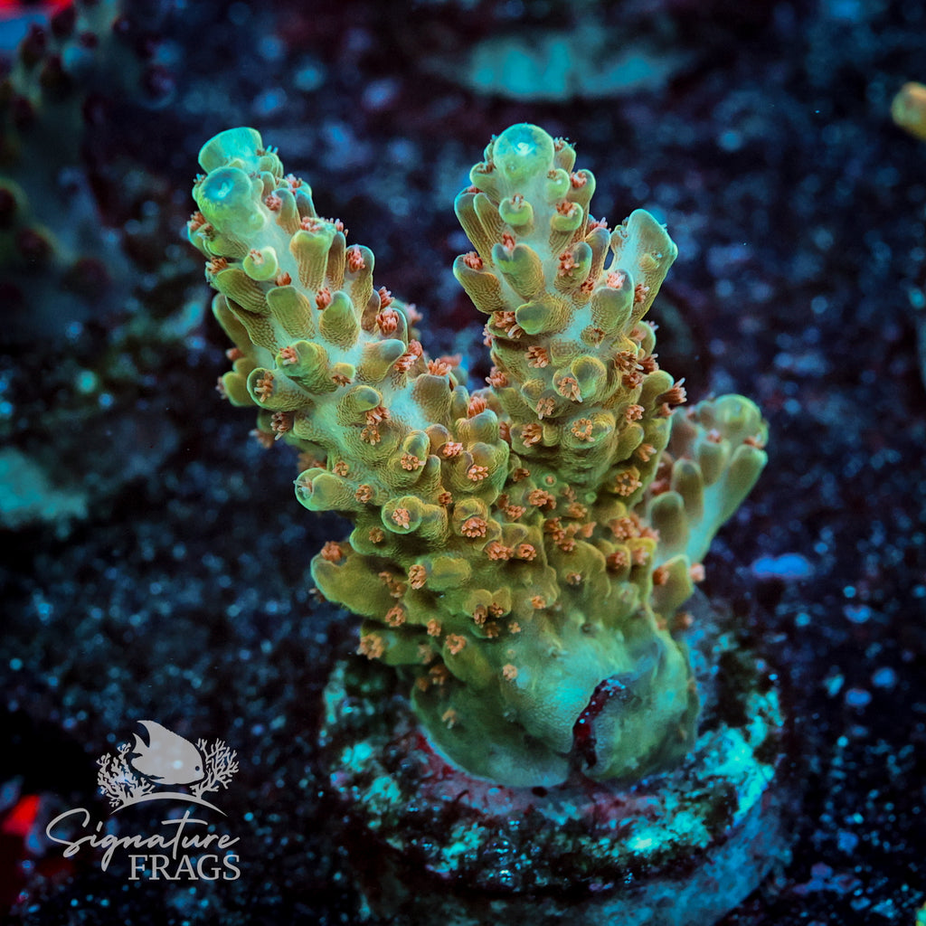 Sherbet Fountain Acropora WYSIWYG frag 1