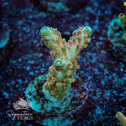 Sherbet Fountain Acropora WYSIWYG frag 2