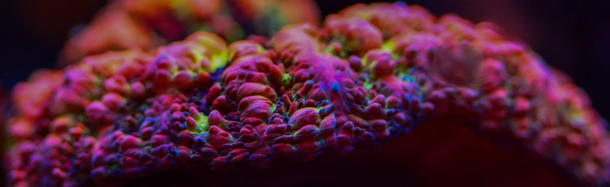 Signature Frags coral with vivid magenta ridges and fluorescent green and blue details