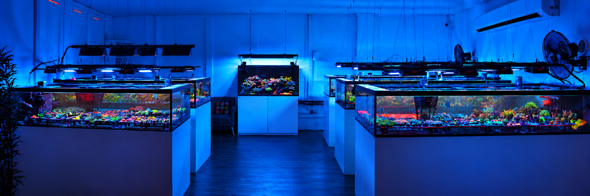 A panoramic view of the Signature Frags farm, showing the rows of reef tanks and central display tank