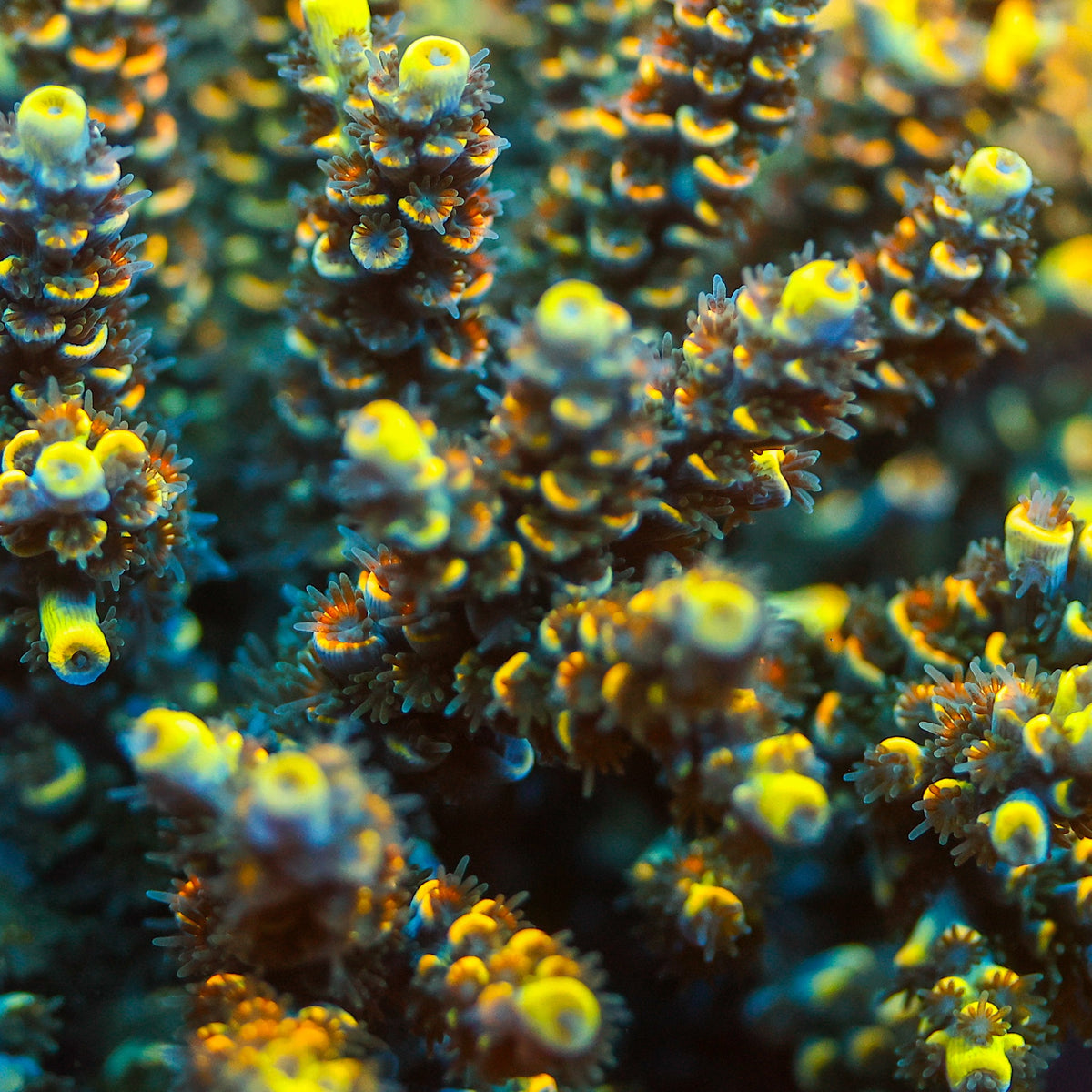 Acropora coral with yellow tips, orange corallites and blue-green branches