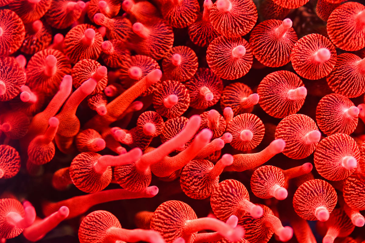 Close-up of vivid red anemone tentacles with pink tips