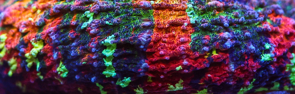 Close-up of coral with vivid purple, green, red and orange ridges