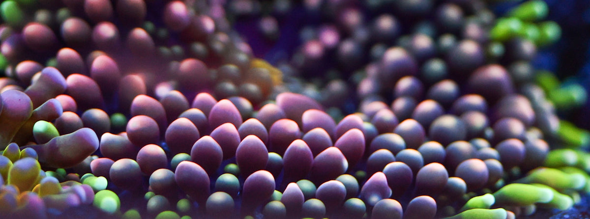 Close-up of coral tentacles in purple, pink, blue and green