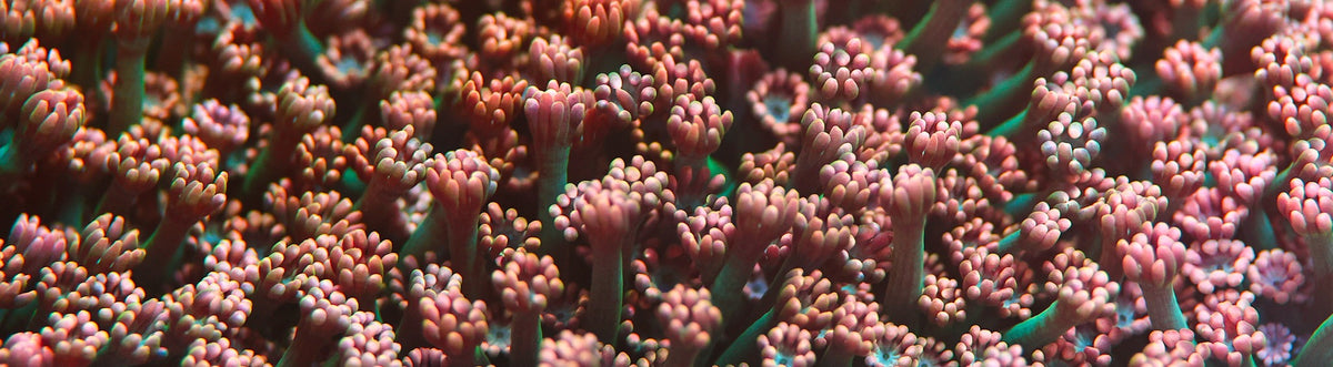 Coral polyps with pink and orange tips and teal stems