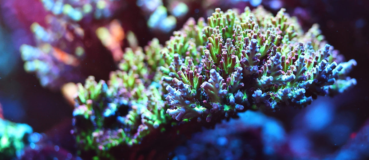 Signature Frags Acropora colony with green branches, blue tips and pink corallites