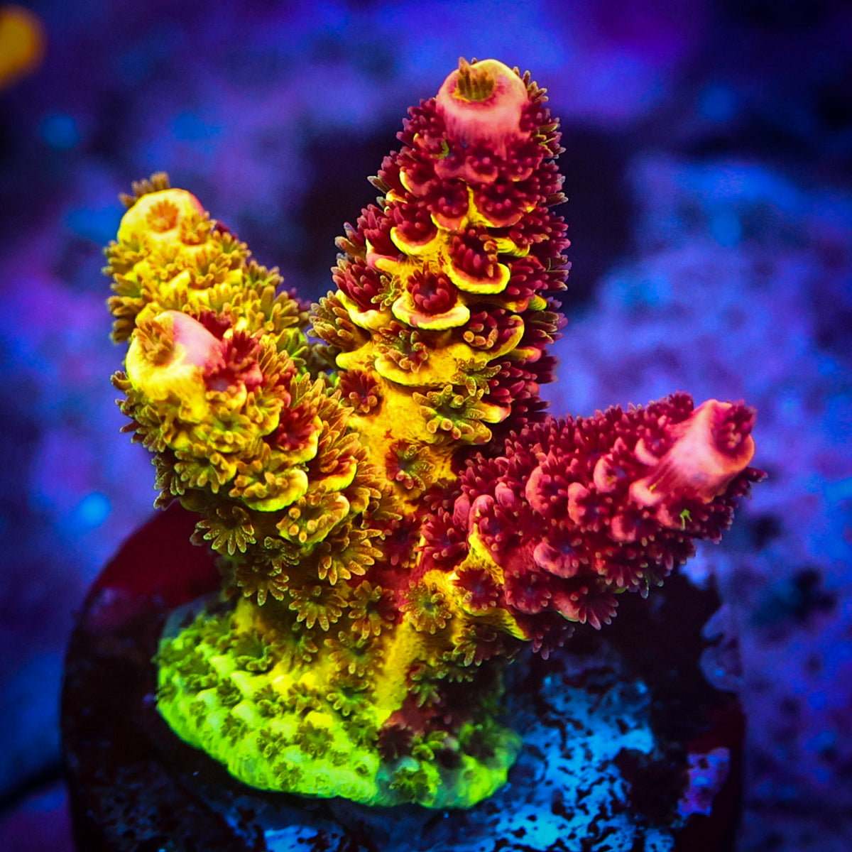 Colourful Acropora frag from the Signature Frags coral collection