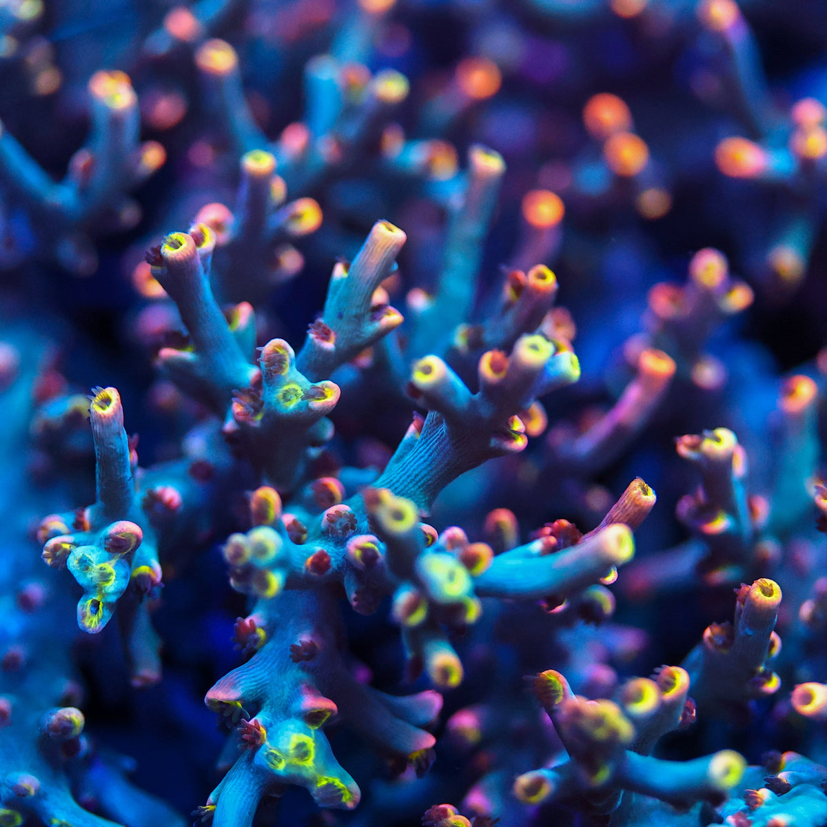 Blue Acropora branches with pink corallites and yellow-green centres