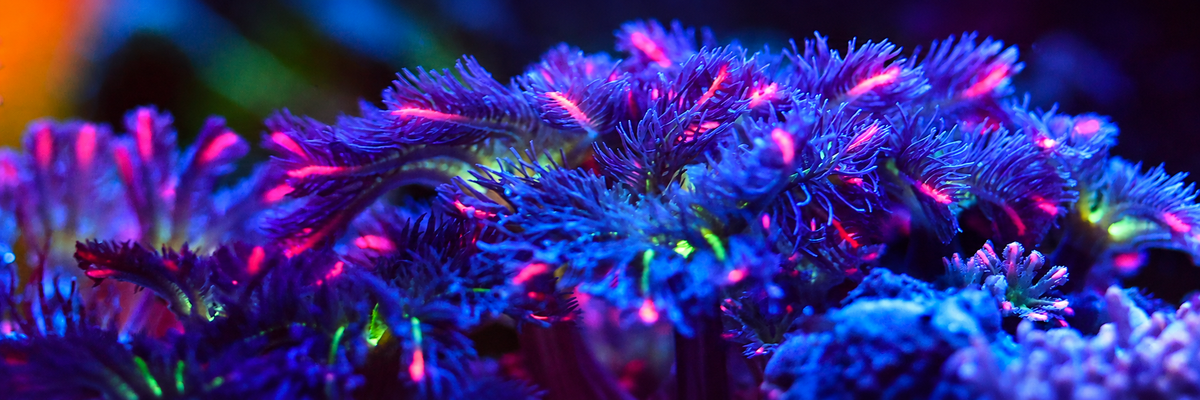 Vivid blue Acropora coral with pink tips and extended polyps