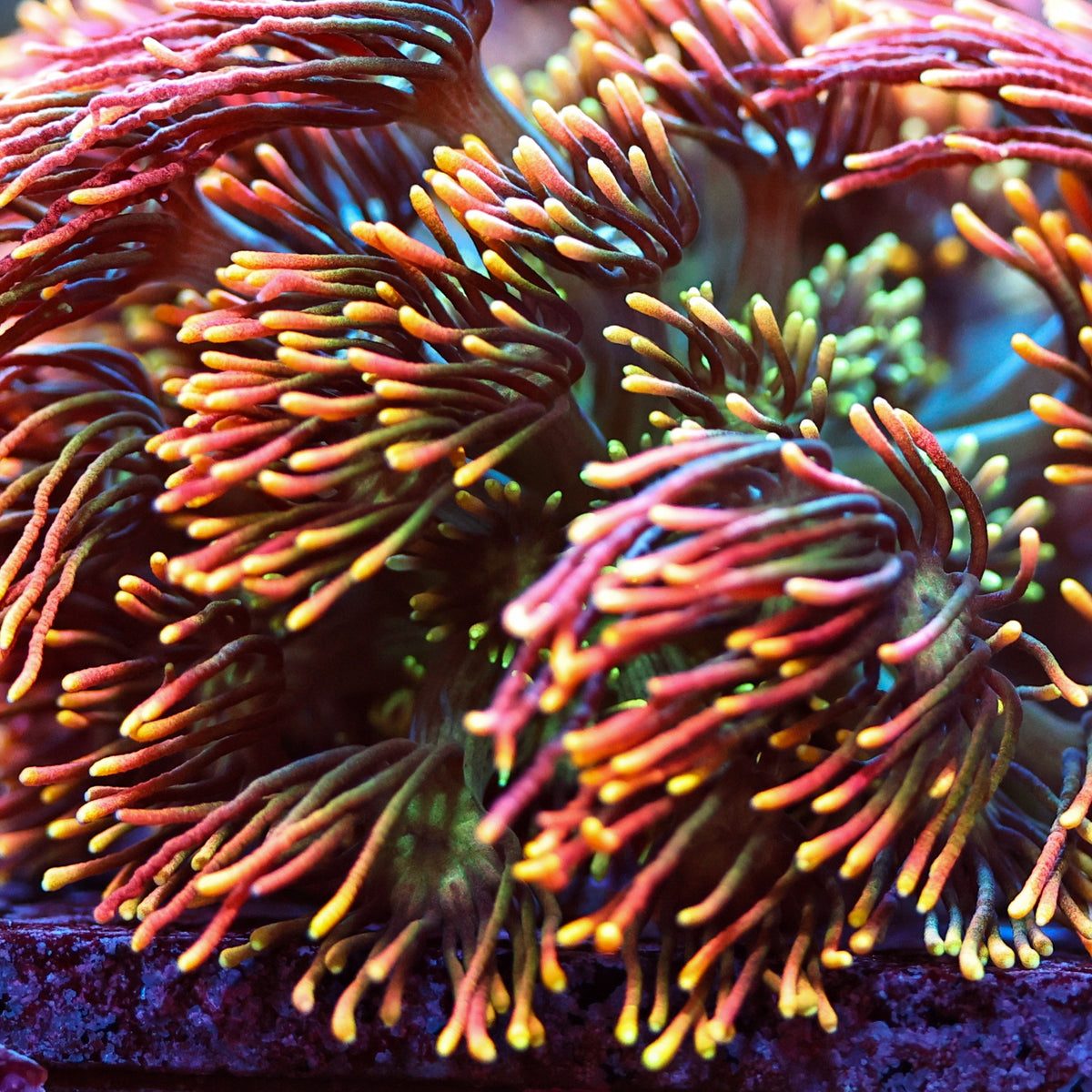 Goniopora coral with red-pink tentacles and golden-yellow polyp tips