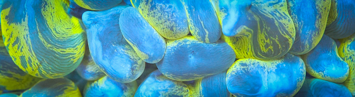 Close-up of vivid blue coral with lime-green markings