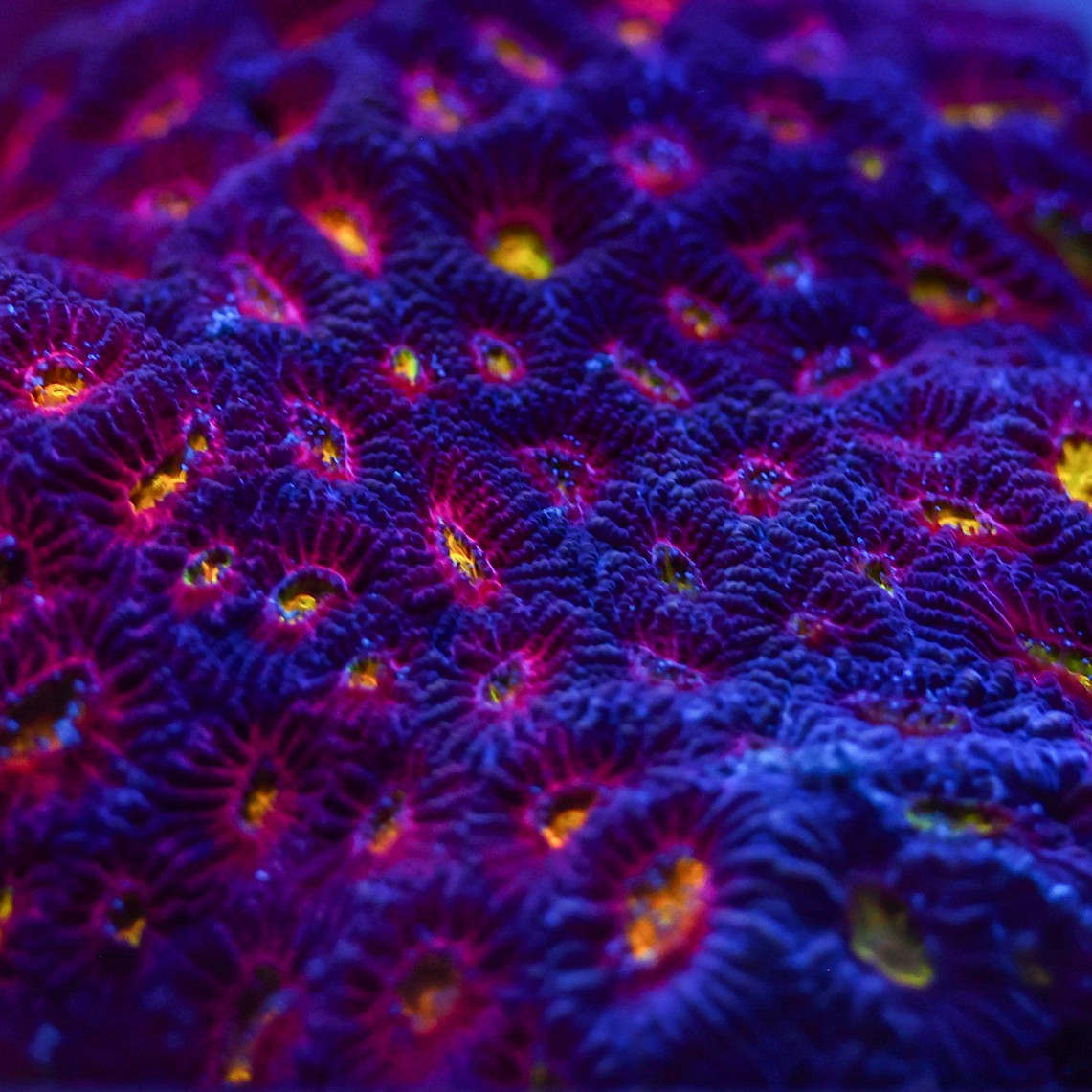 LPS coral with purple and magenta ridges and bright yellow centres