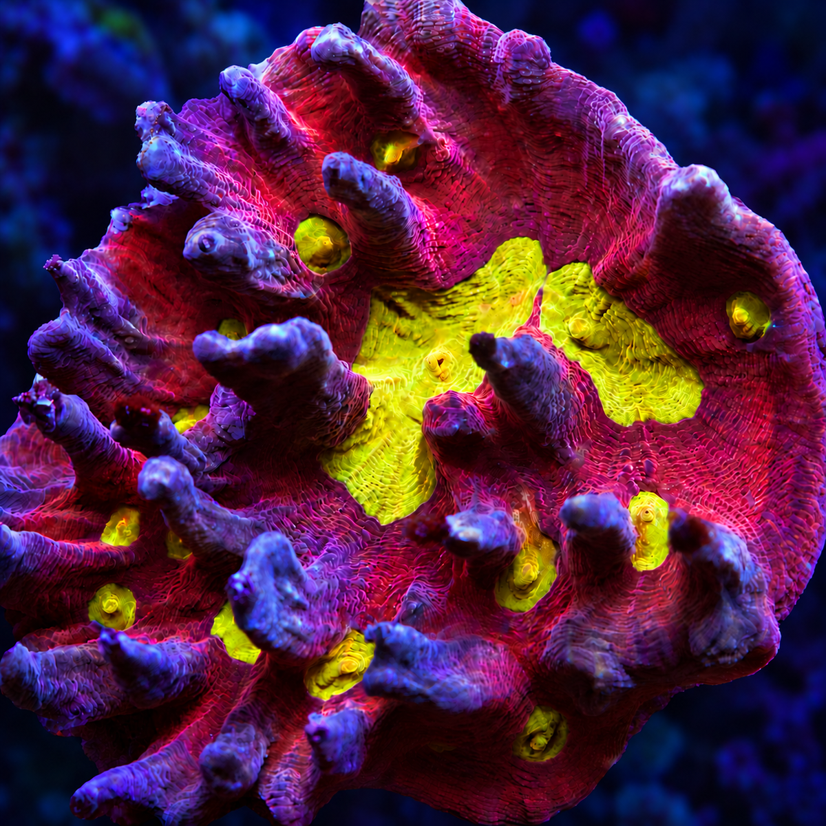 LPS coral with purple-pink ridges and vivid yellow-green centres