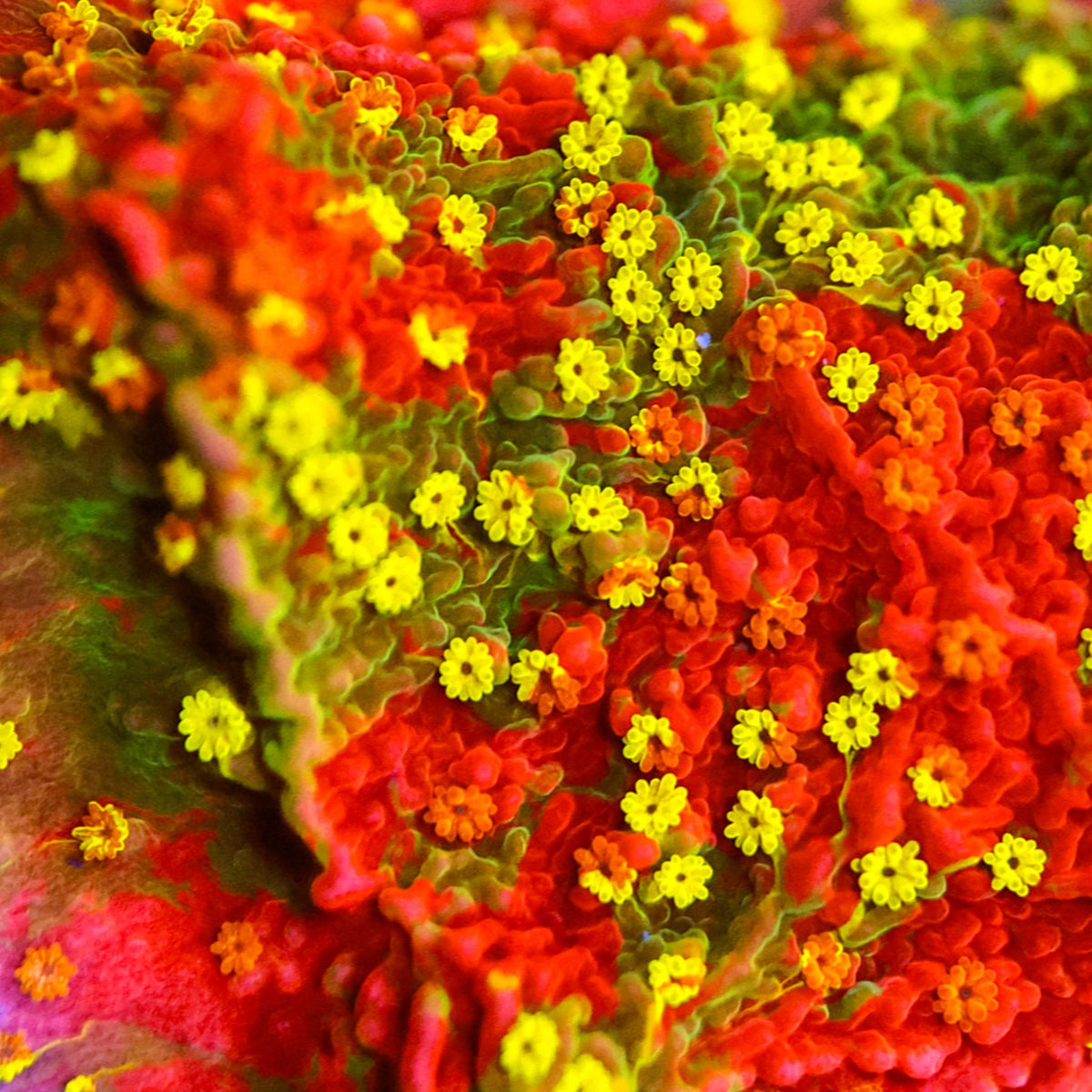Montipora coral with red and green tissue and bright yellow polyps